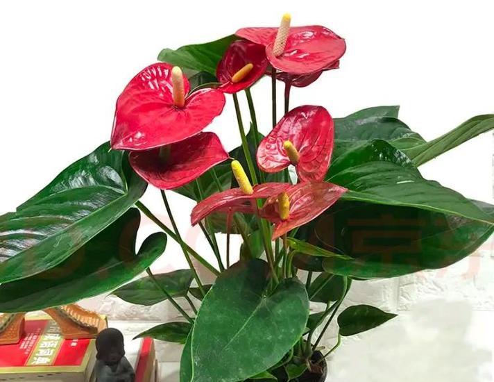 室内花卉植物红掌的养护方法是什么？