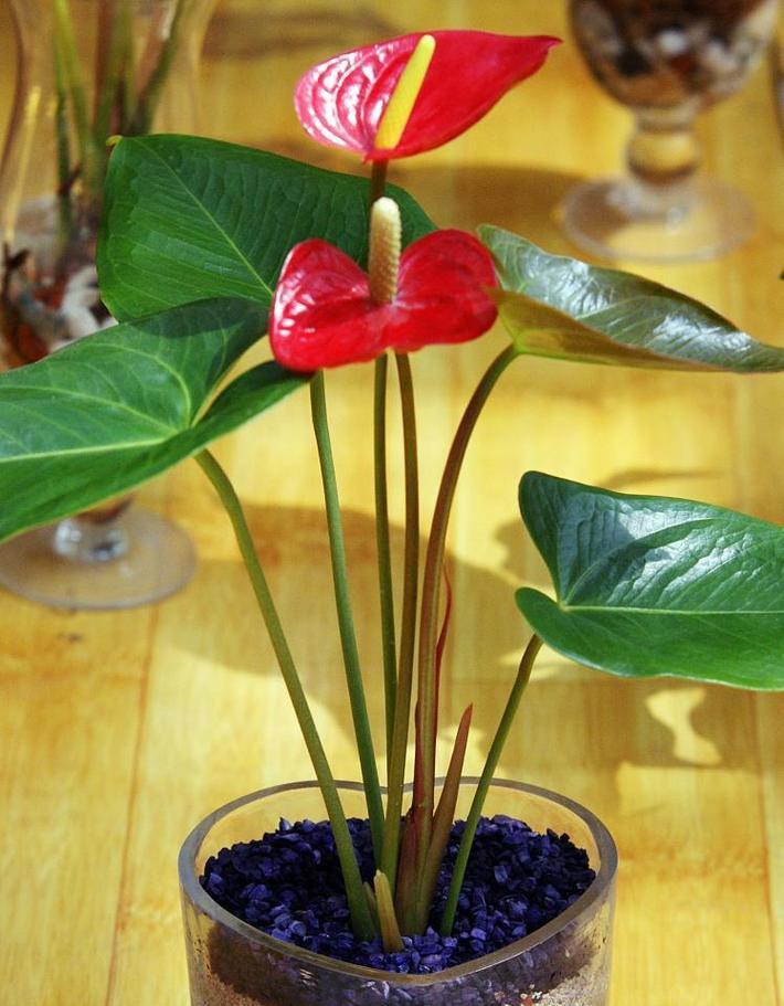 室内花卉植物红掌的养护方法是什么？