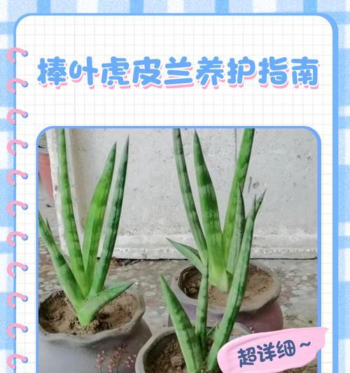 虎皮兰叶子干瘪发软怎么办？