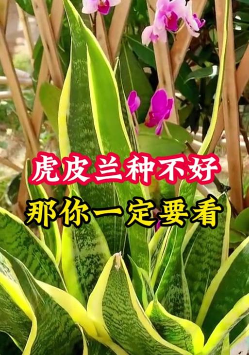 虎皮兰叶子干瘪发软怎么办？