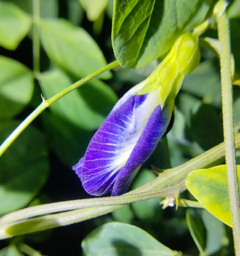 牵牛花是藤本植物吗？牵牛花藤是什么样子的？