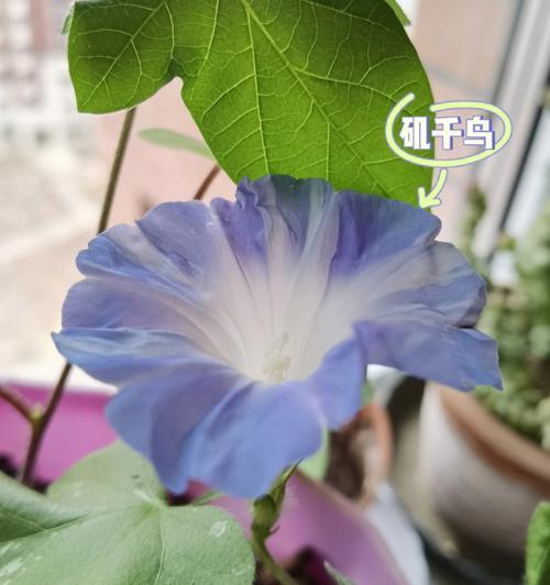 牵牛花是藤本植物吗？牵牛花藤是什么样子的？