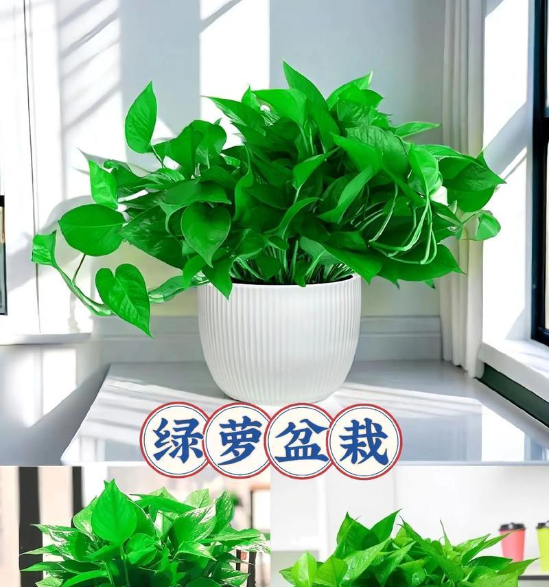绿萝的养殖方法是什么？