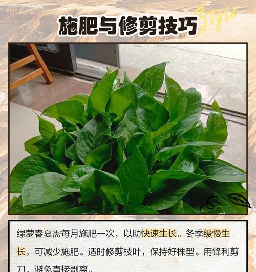 绿萝的养殖方法是什么？