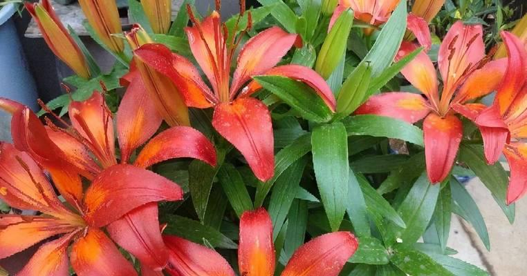 百合花开了，如何做才能明年继续开？