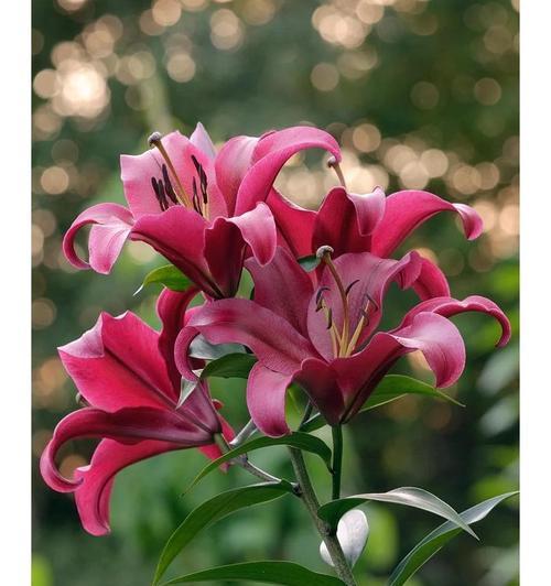 百合花开了，如何做才能明年继续开？