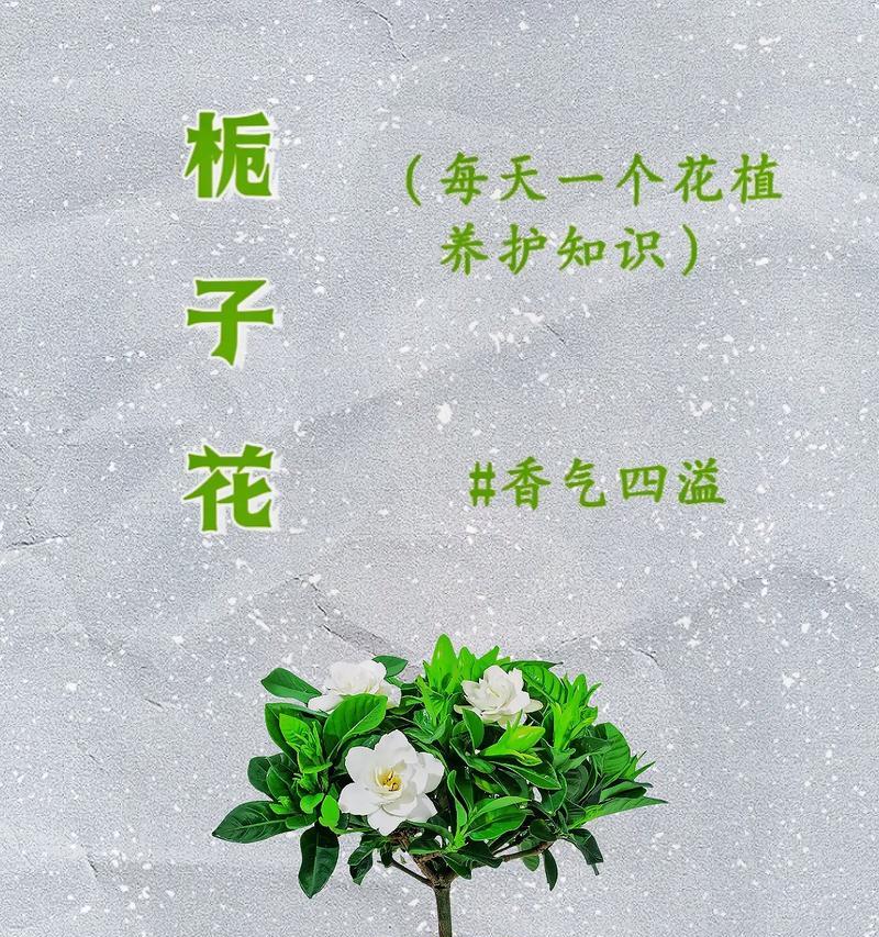 栀子花养护难度大吗？三个养殖方法教你轻松养栀子花！