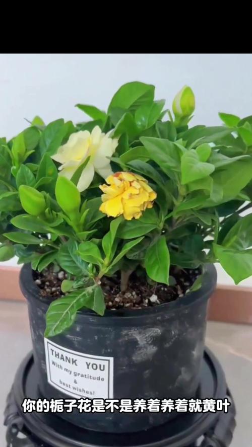栀子花养护难度大吗？三个养殖方法教你轻松养栀子花！