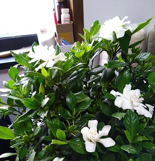 栀子花养护难度大吗？三个养殖方法教你轻松养栀子花！
