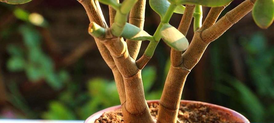 玉树多少度需要搬进室内？这些细节很重要！