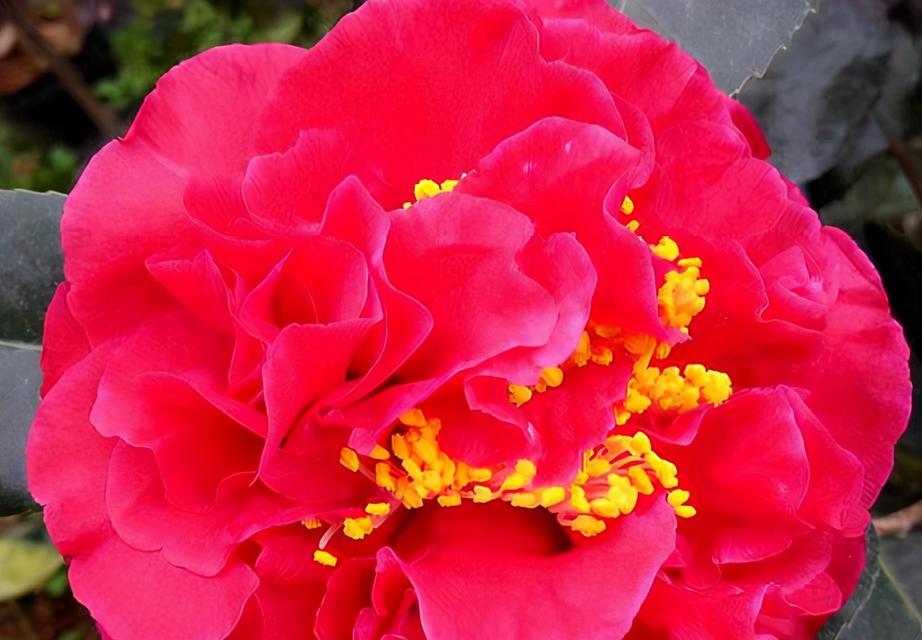 这6种花花期长达360天，错过会后悔吗？