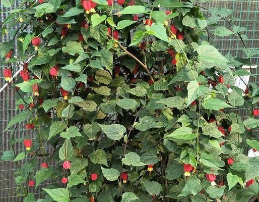 这6种花花期长达360天，错过会后悔吗？