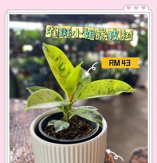橡皮树真的会开花吗？有谁知道？