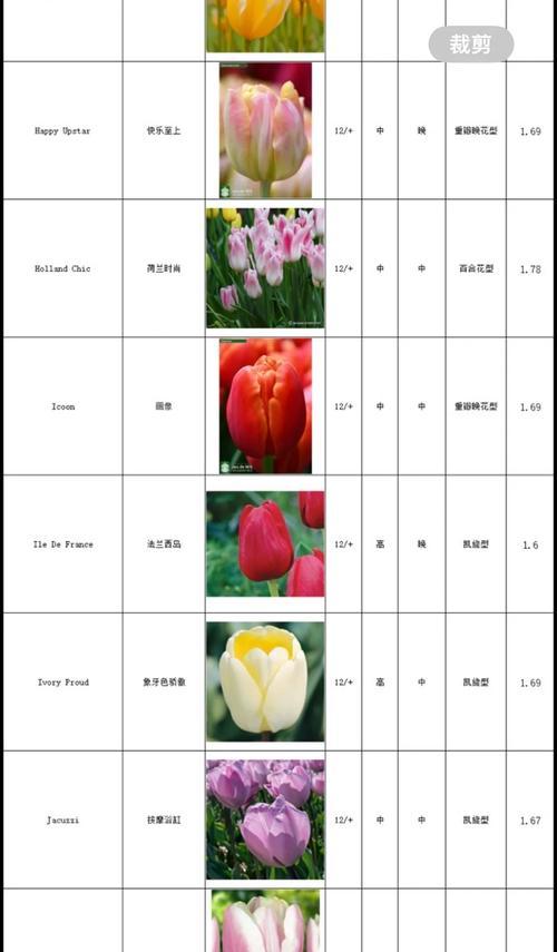 郁金香的花期能持续多久？