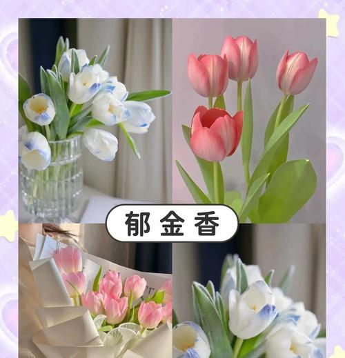 郁金香的花期能持续多久？