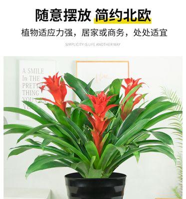 年宵花凤梨花盆栽，四季开花植物，室内客厅阳台观花鸿运！