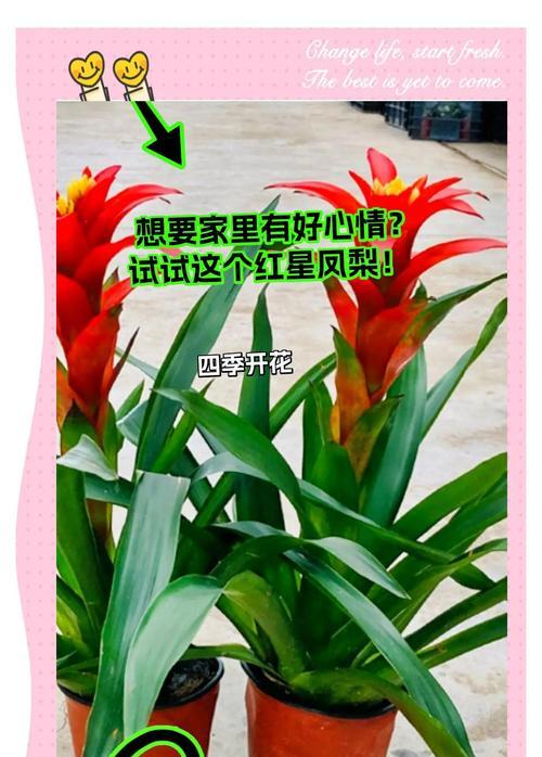 年宵花凤梨花盆栽，四季开花植物，室内客厅阳台观花鸿运！