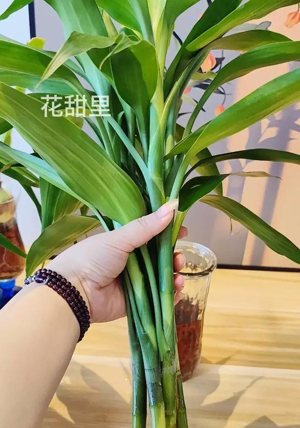 富贵竹盆栽弯了怎么办？如何防止富贵竹弯曲？