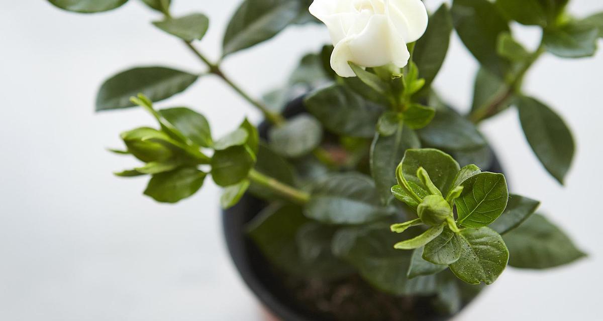 盆栽植物非洲茉莉如何养护？温度光照水分管理要点是什么？