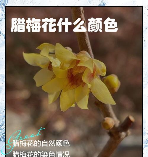 蜡梅与腊梅有哪些区别？冬日奇香的五大差异是什么？