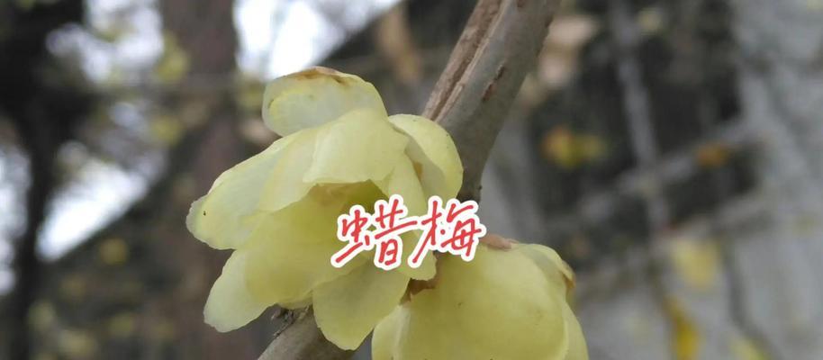 蜡梅与腊梅有哪些区别？冬日奇香的五大差异是什么？