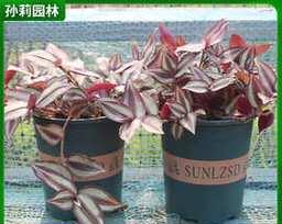 紫叶吊竹梅怎么养？有哪些养护要点？