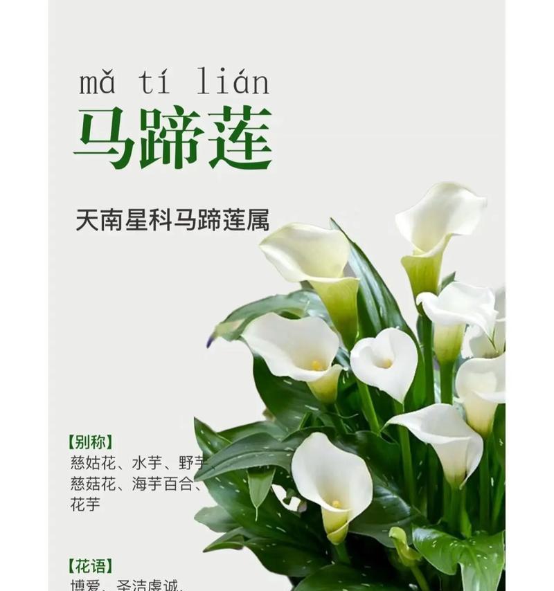 马蹄莲有什么特别之处？如何养护马蹄莲？