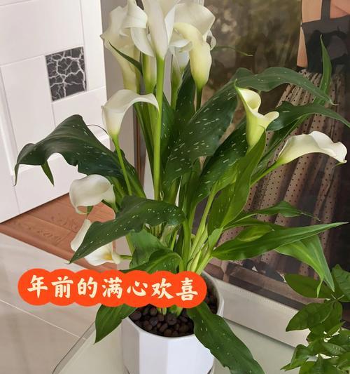 马蹄莲有什么特别之处？如何养护马蹄莲？