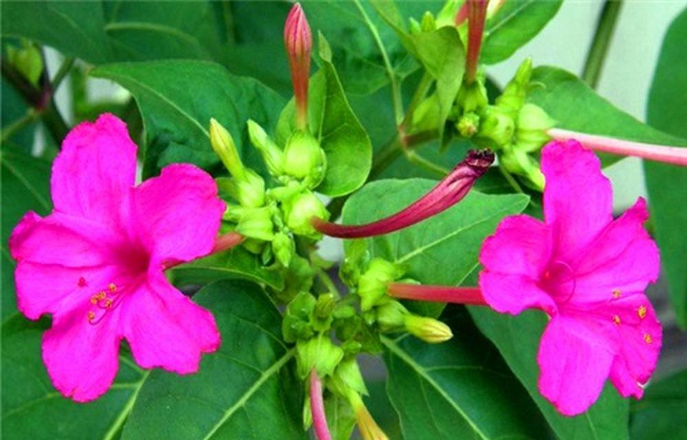 茉莉花静养有哪些禁忌？如何避免只剩盆栽？