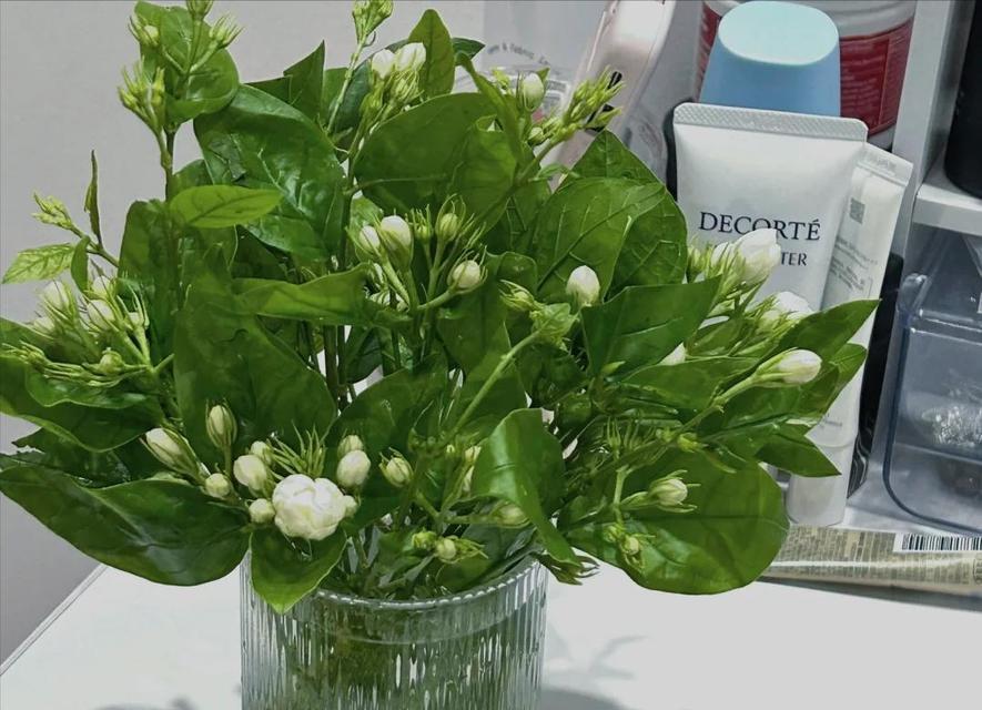 茉莉花静养有哪些禁忌？如何避免只剩盆栽？
