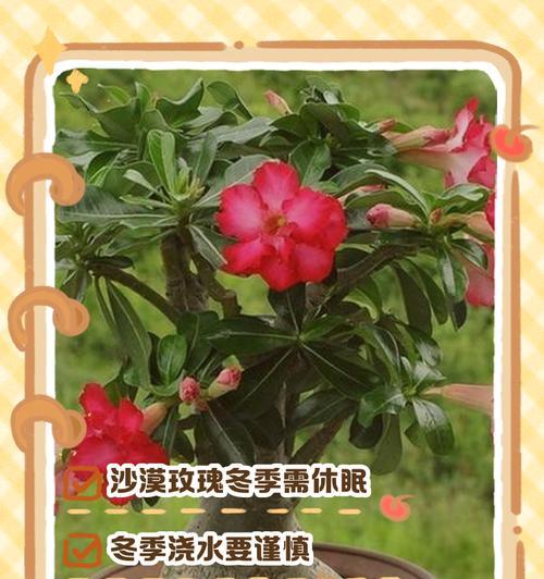 沙漠玫瑰如何养护？养护指南有哪些要点？