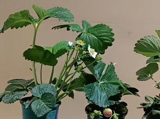 草莓盆栽需要多大的盆？如何选择以确保果实丰满？