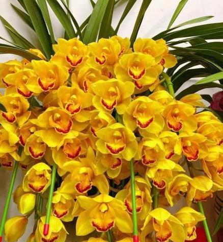 惠兰花期有多长？如何延长惠兰花期？