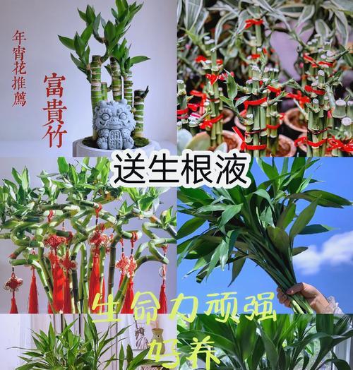 富贵竹招魂竹有何特别之处？如何养护观赏？