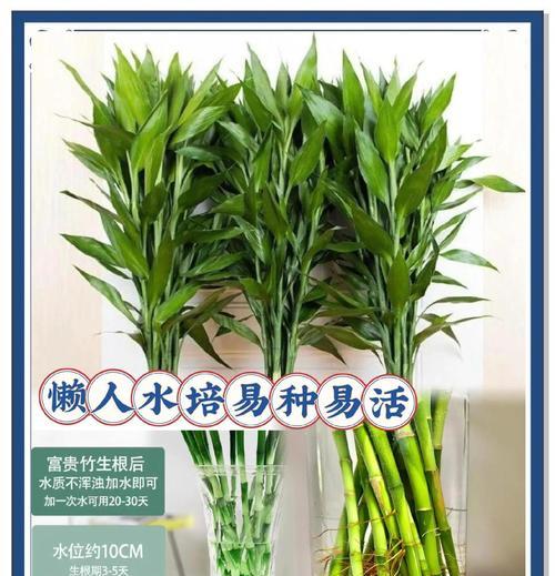 富贵竹招魂竹有何特别之处？如何养护观赏？