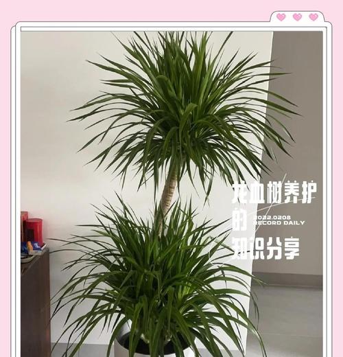 龙血树盆栽如何净化空气？养护要点是什么？