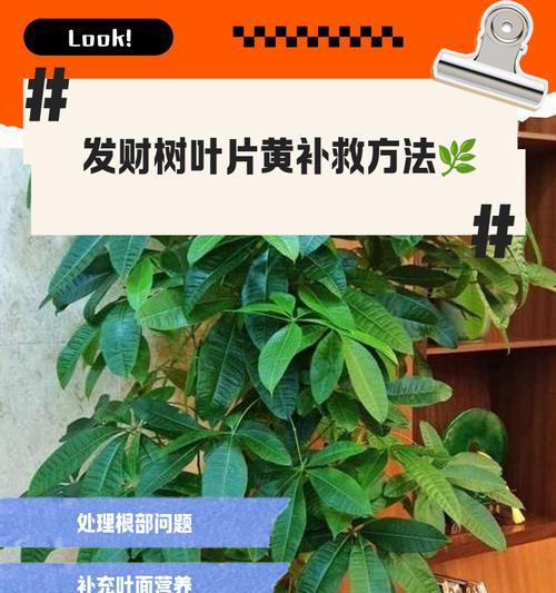 发财树黄叶是什么原因？解决方案有哪些？