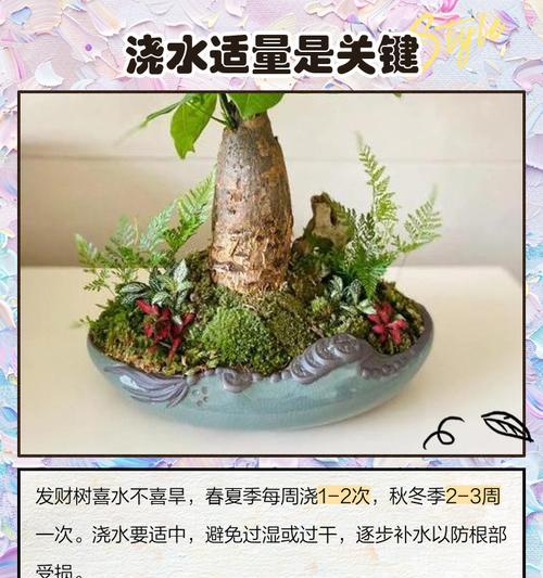 发财树黄叶是什么原因？解决方案有哪些？