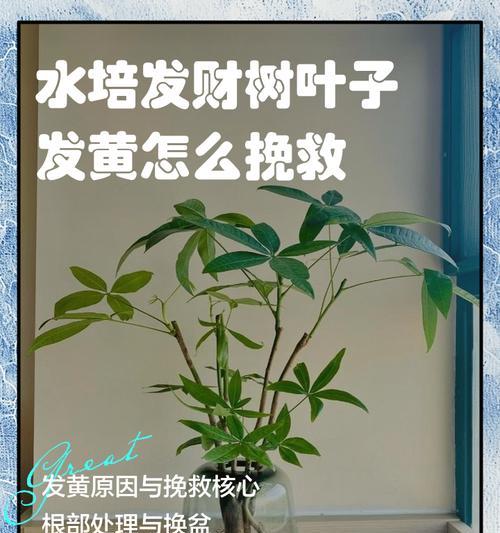 盆栽植物黄叶怎么办？如何有效解决黄叶问题？