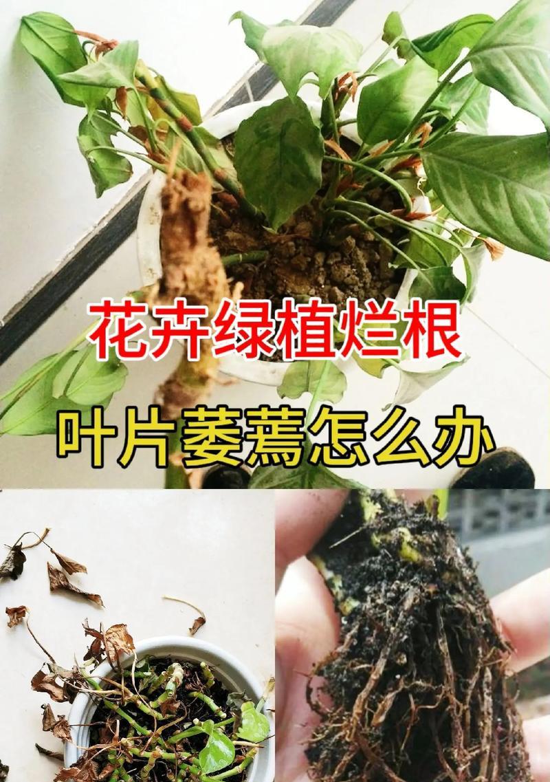 盆栽植物黄叶怎么办？如何有效解决黄叶问题？