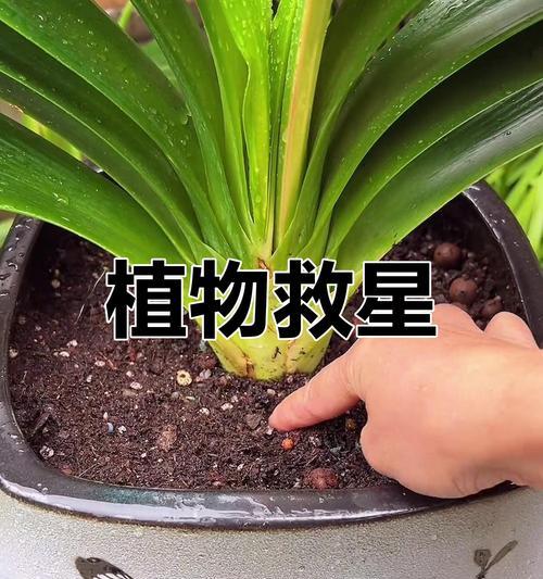 盆栽植物黄叶怎么办？如何有效解决黄叶问题？