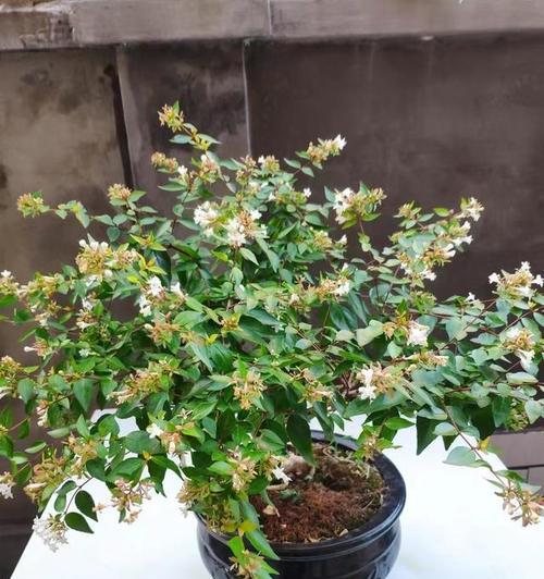 盆栽灌木植物如何养护？有哪些常见的养护技巧？