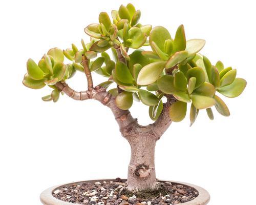 盆栽灌木植物如何养护？有哪些常见的养护技巧？