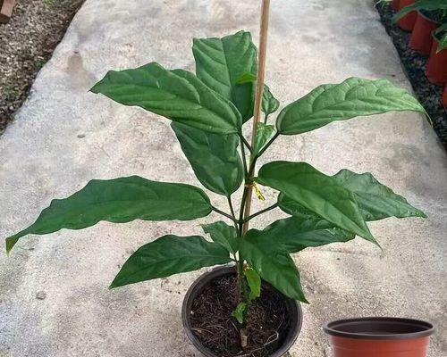养15盆茉莉花不如1盆它？这种植物有什么独特之处？