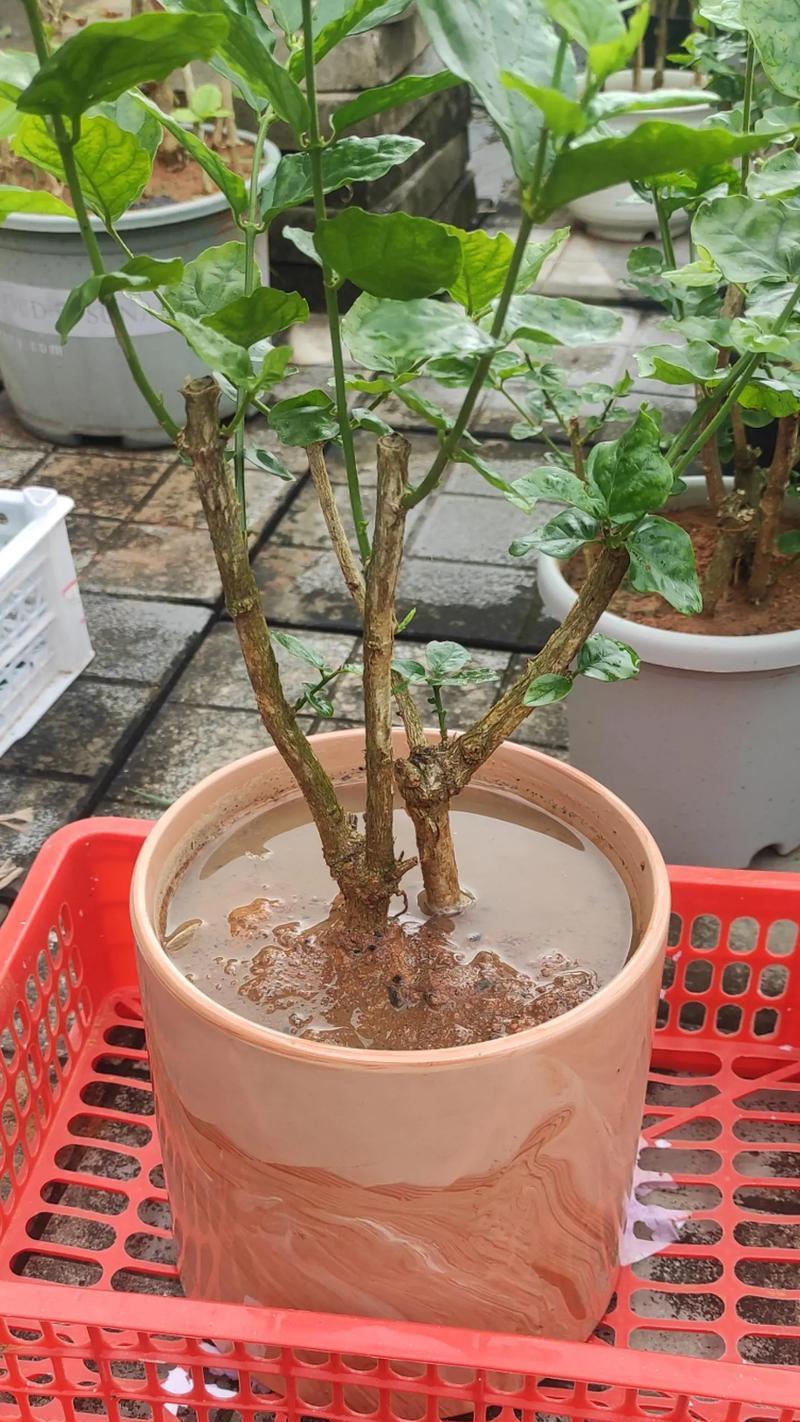 养15盆茉莉花不如1盆它？这种植物有什么独特之处？