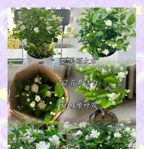 养15盆茉莉花不如1盆它？这种植物有什么独特之处？