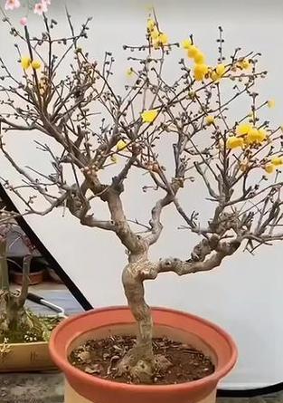 腊梅花在南方可以种植吗？种植腊梅花需要注意什么？