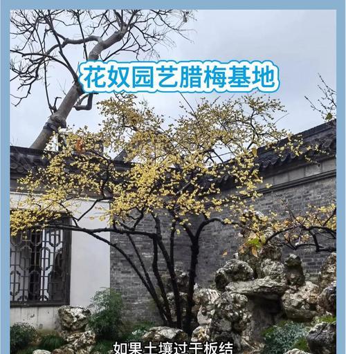 腊梅花在南方可以种植吗？种植腊梅花需要注意什么？