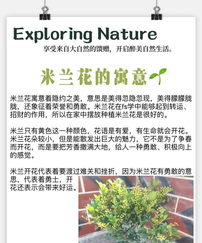 米兰花如何养殖？剪枝技巧有哪些？