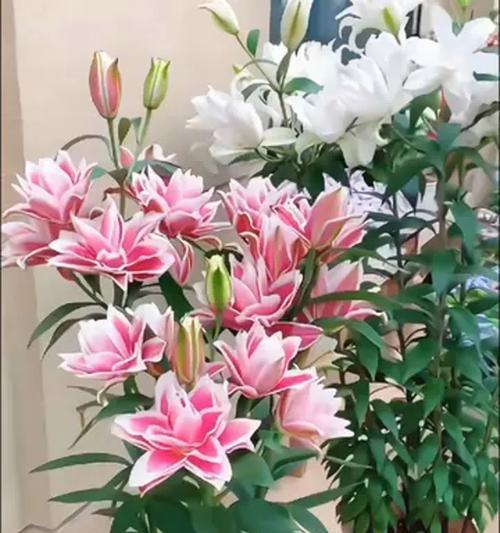 百合花有哪些种类？花期如何盘点？